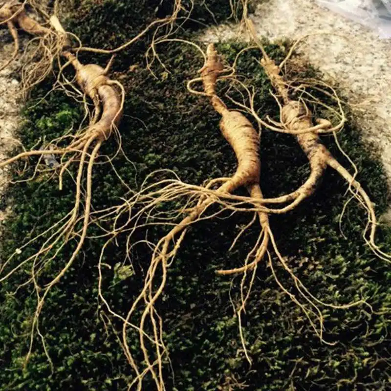 长白山林下参｜8-20年自然馈赠的鲜参宝藏