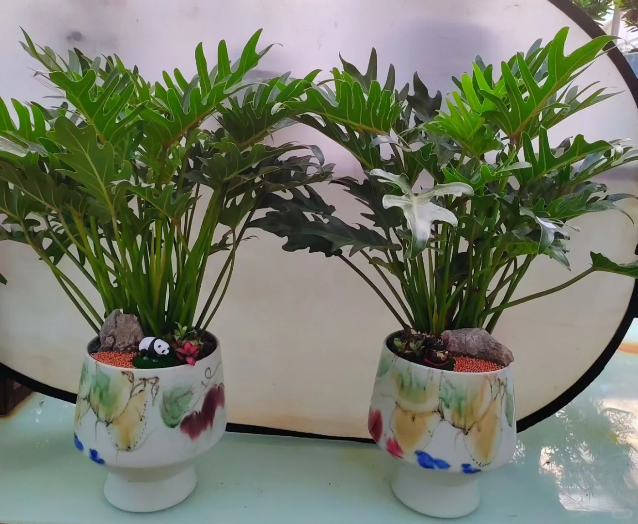 深圳绿植租赁批发，可上门设计出方案。