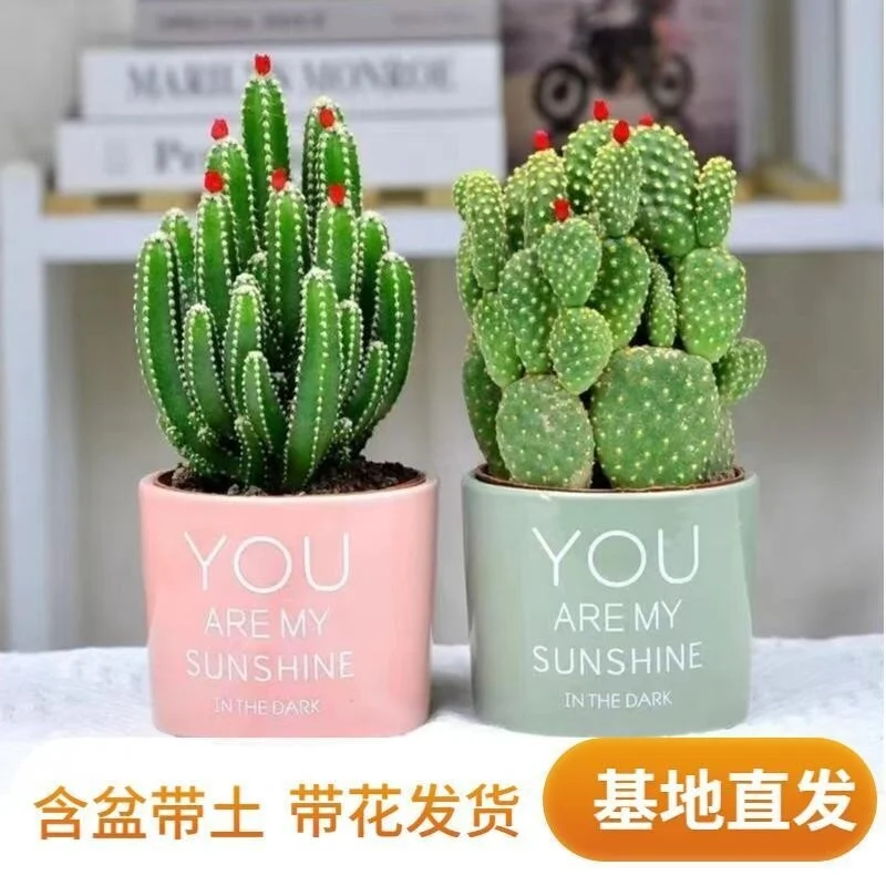 ?开花聚财山仙人掌桌面盆栽?