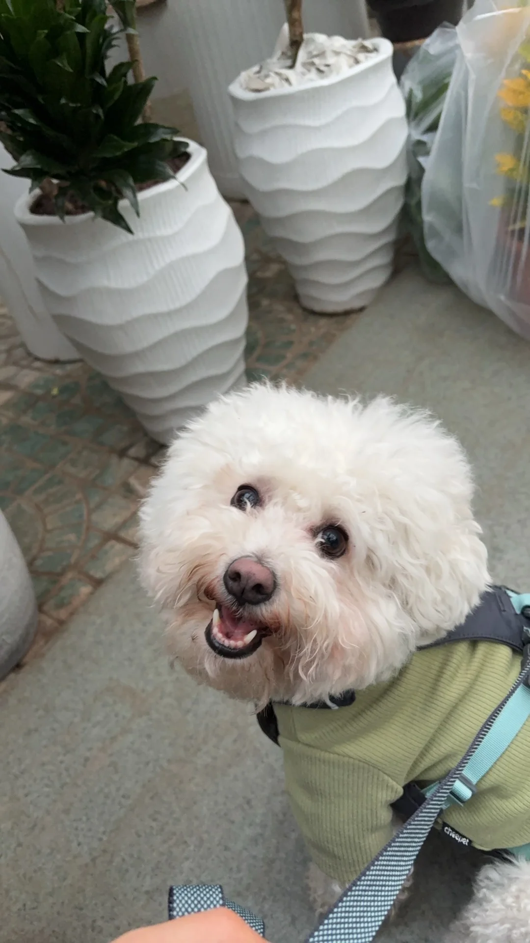 带小狗去四环花卉市场逛逛