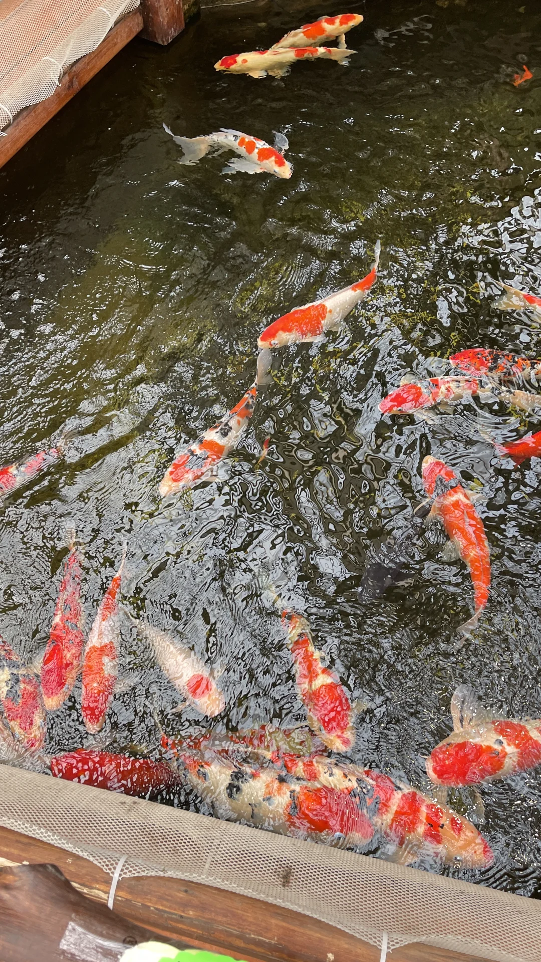 天津曹庄花卉，一个让你搬回整个春天的宝藏