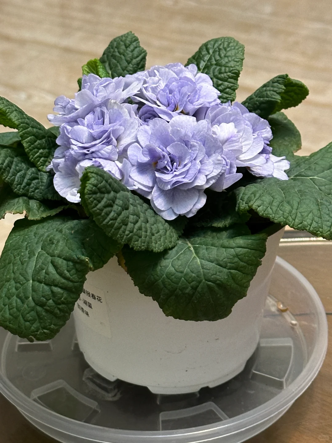 方兴长治进口Belarina重瓣报春花