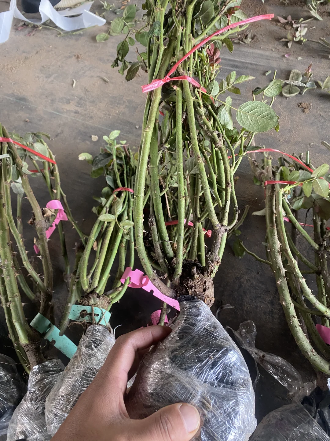 25年的第一批地栽大苗土球发货，今天发出