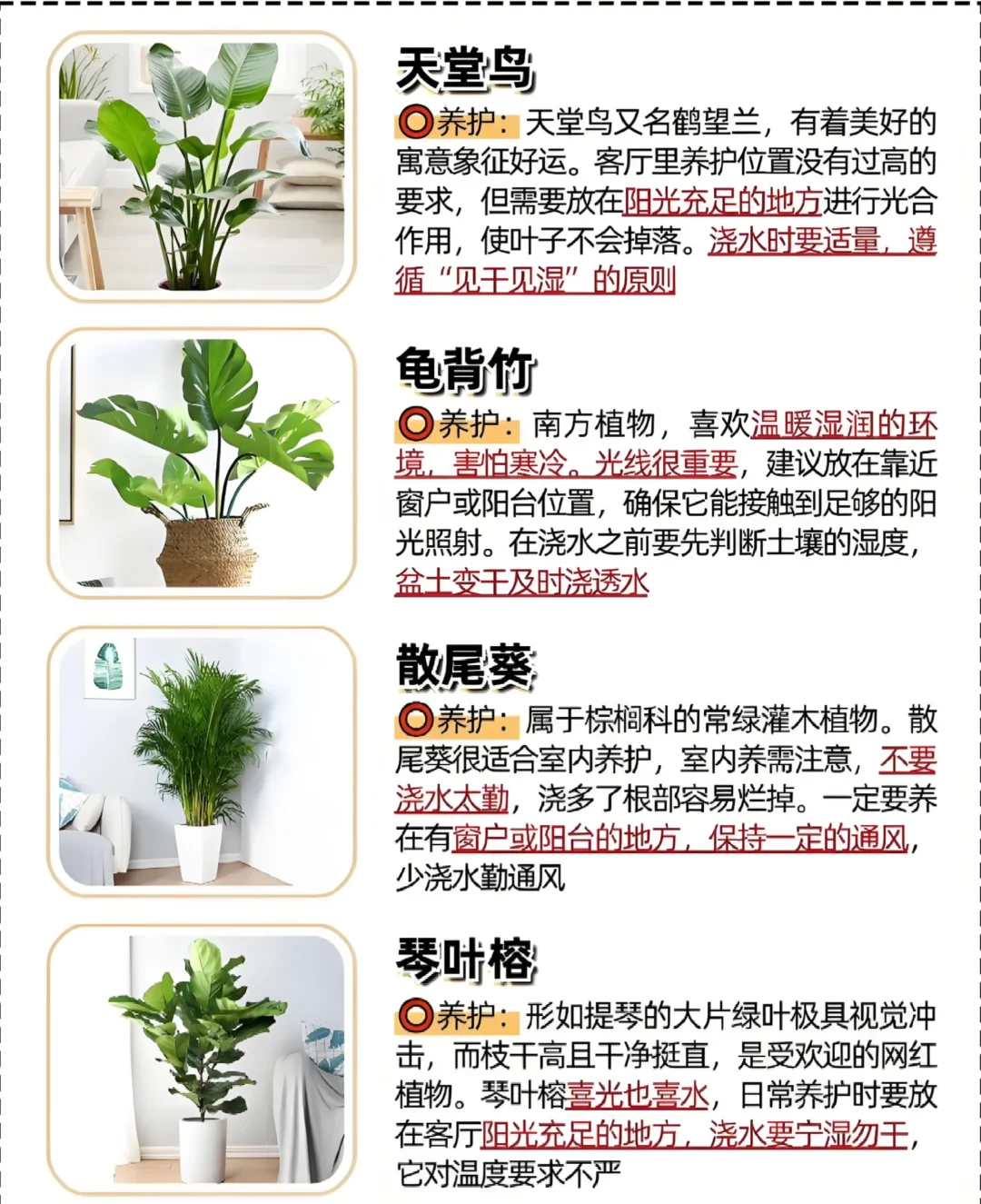 好看又好养的绿植