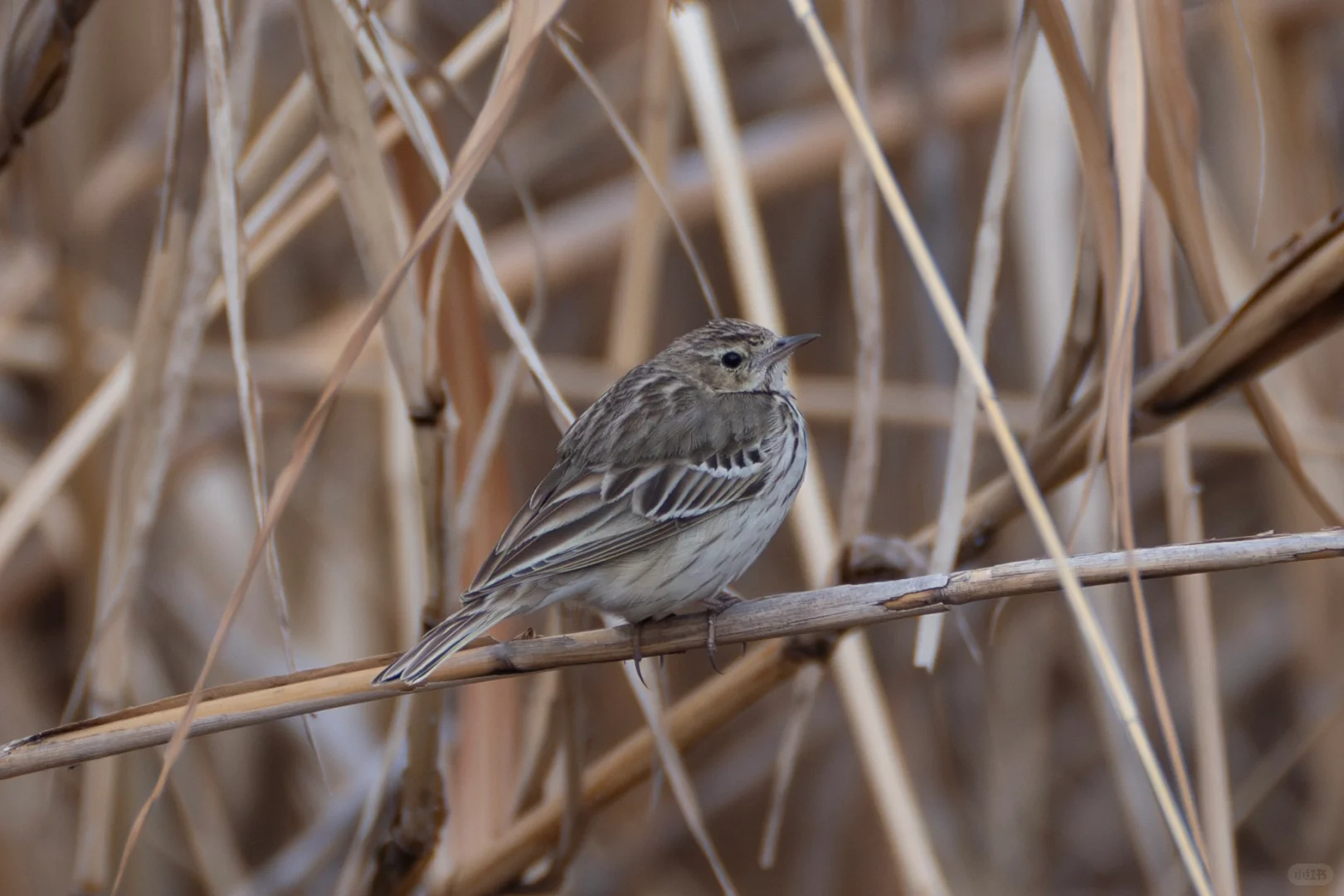 江苏省新记录--林鹨
