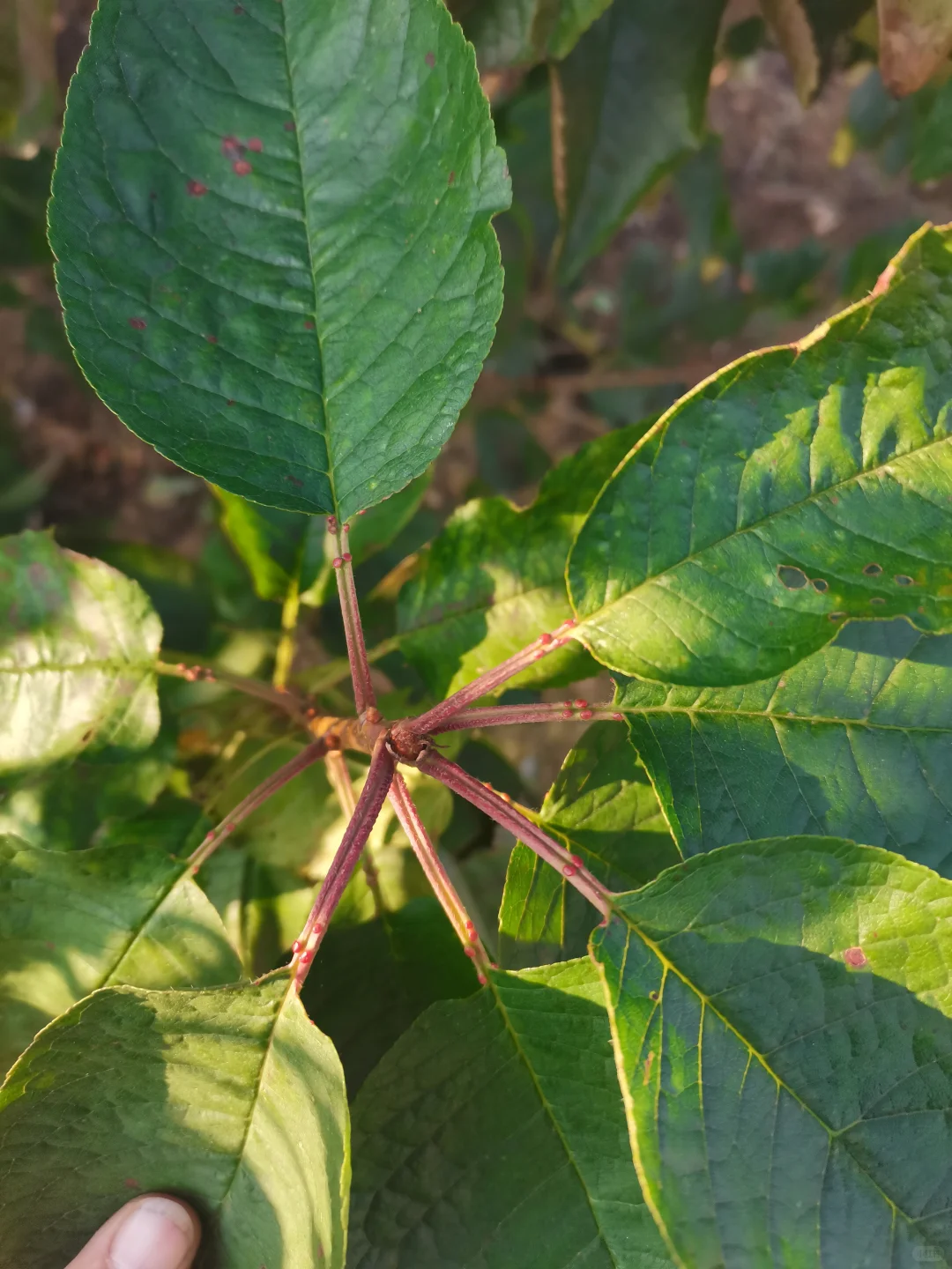 大樱桃车厘子树苗现在种正合适