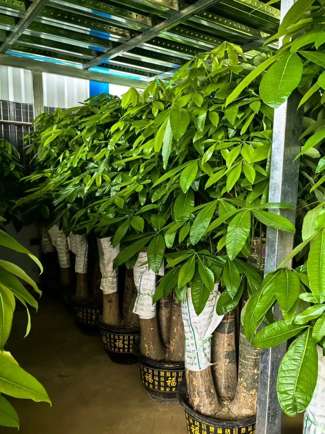 深圳绿植租赁批发同城两小时送达