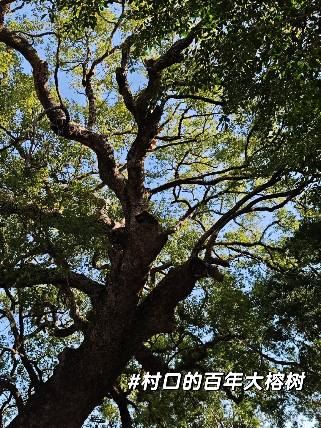 西贡村｜是他乡，也是回不去的故乡