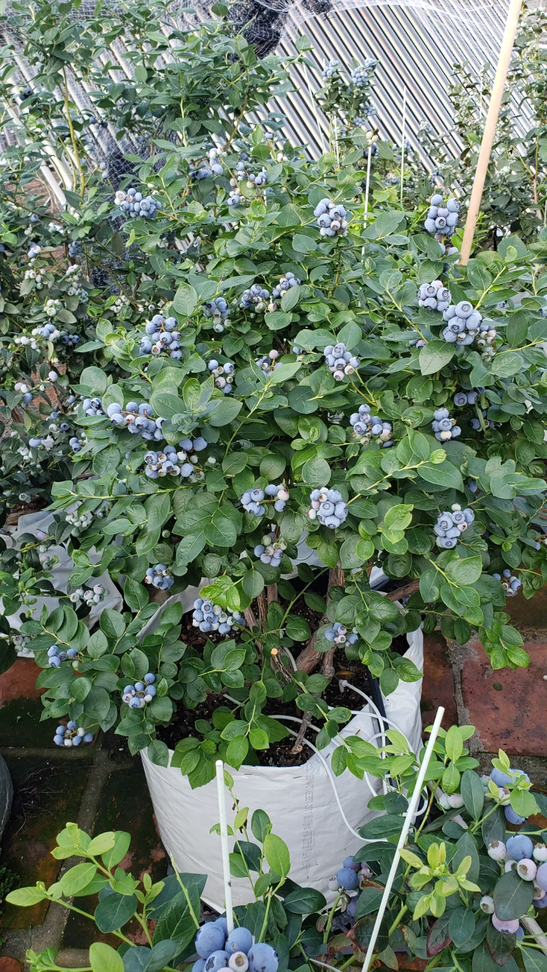 今年的蓝莓燃尽了