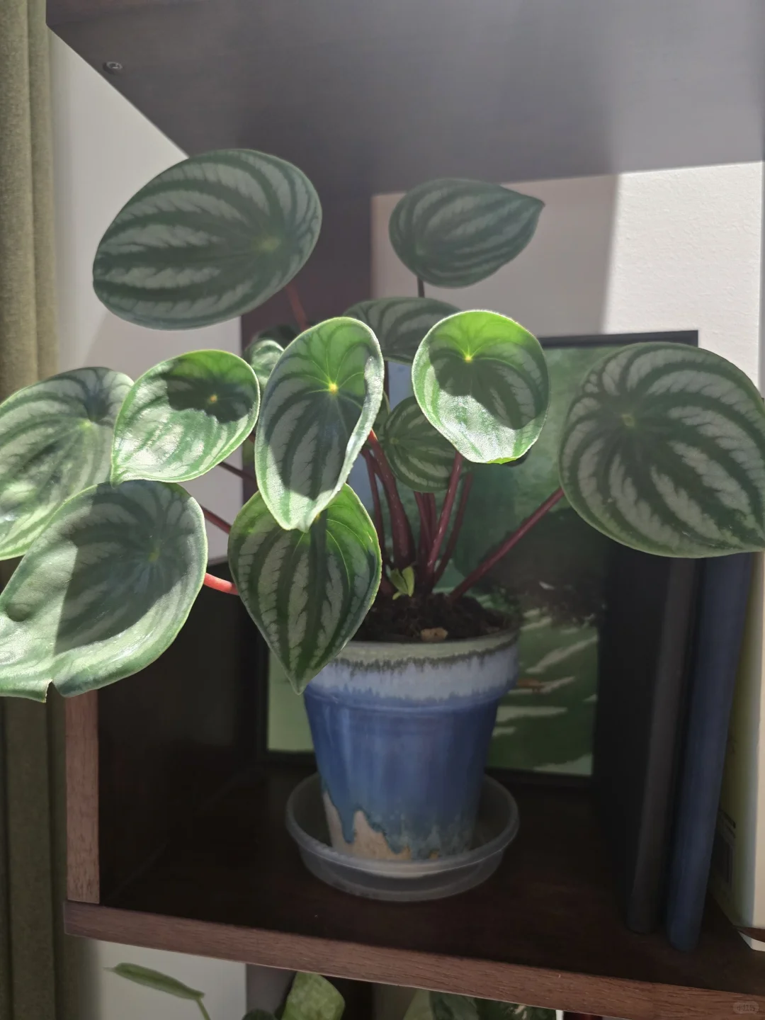 你们买花花了多少钱了