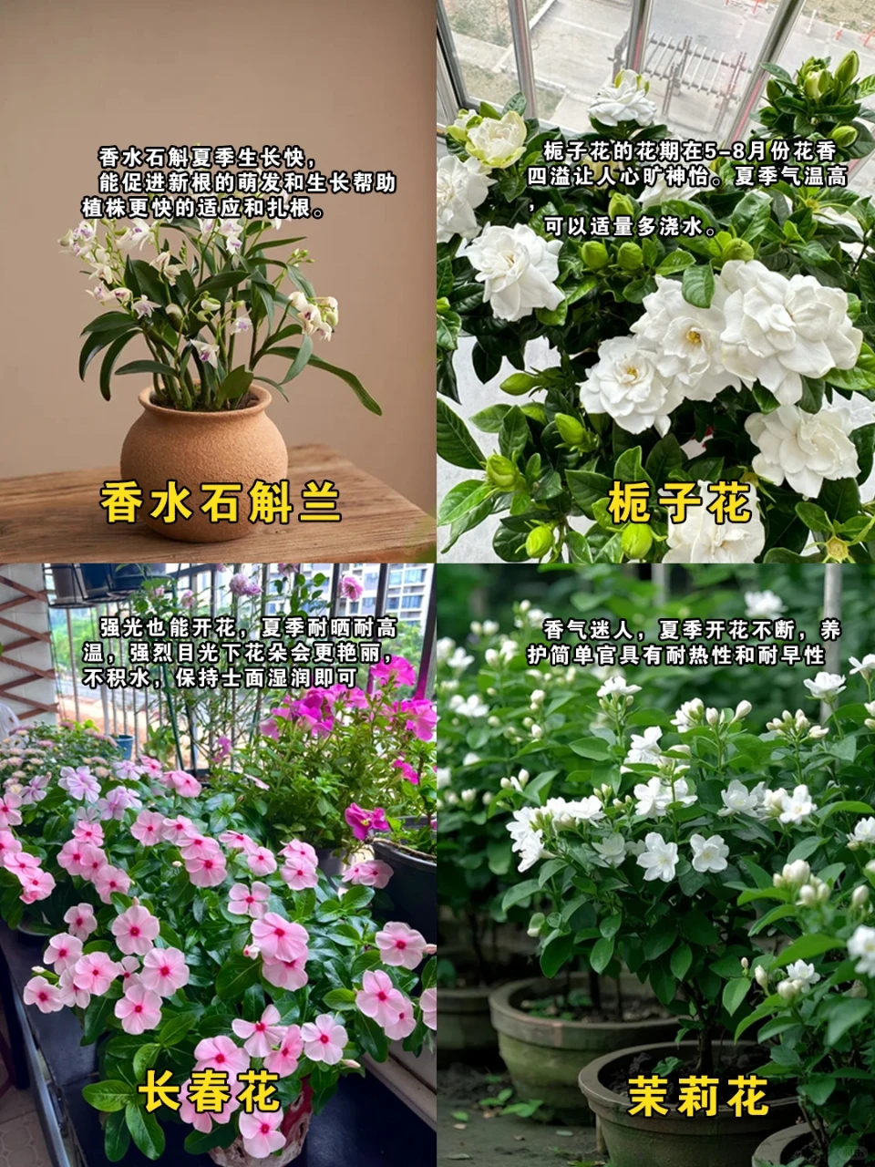 夏日爆花不断的盆栽?新手也能轻松养活?