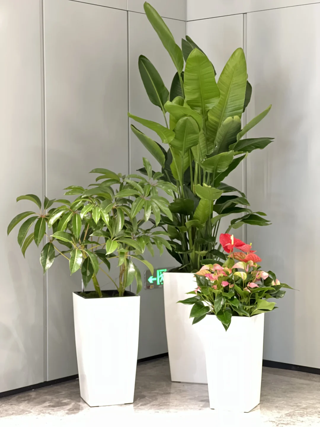 一进门就舒畅的绿植～～～