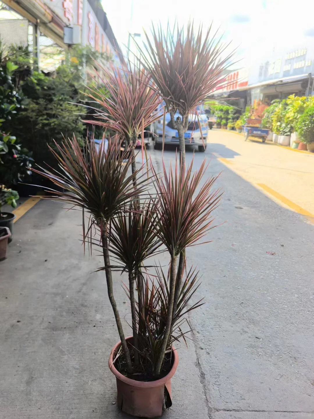 深圳绿植租赁批发同城两小时送达