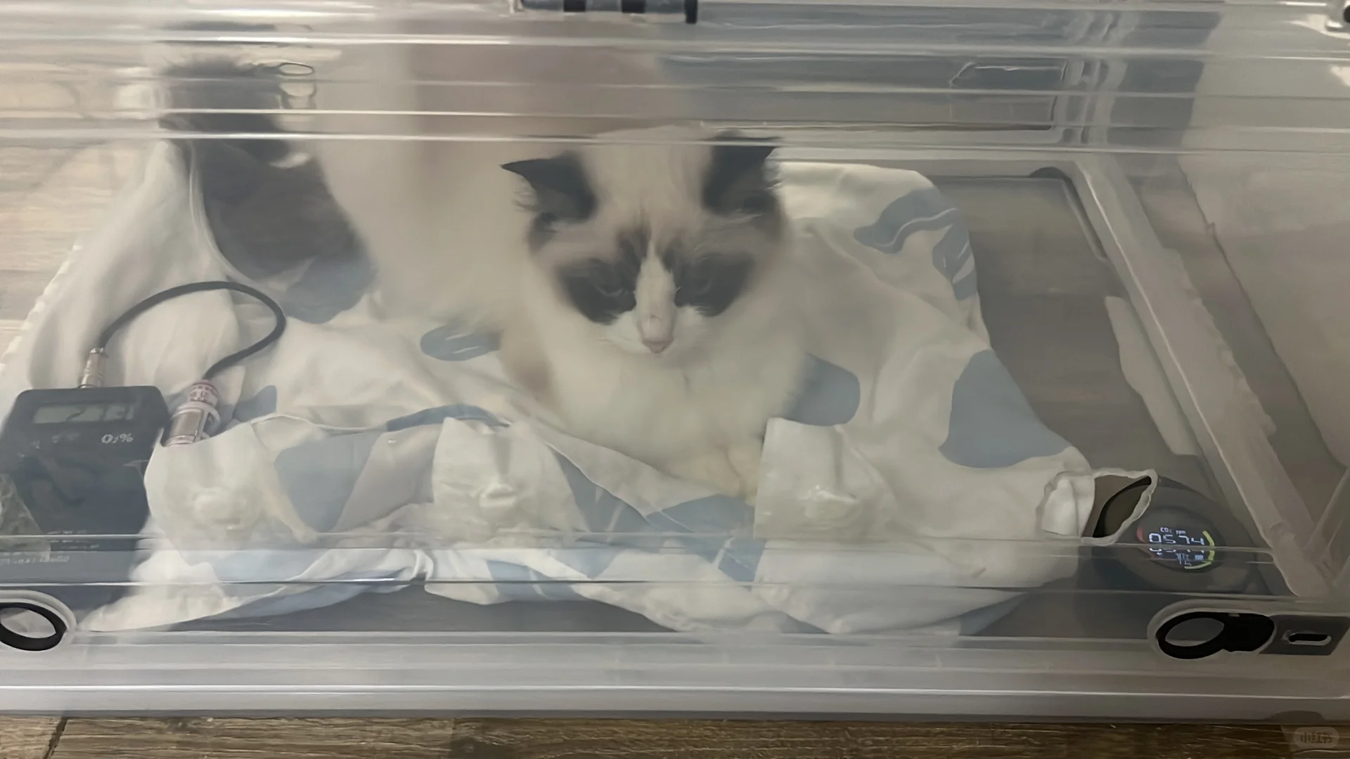 如何在家给毛孩子吸氧，家庭吸氧