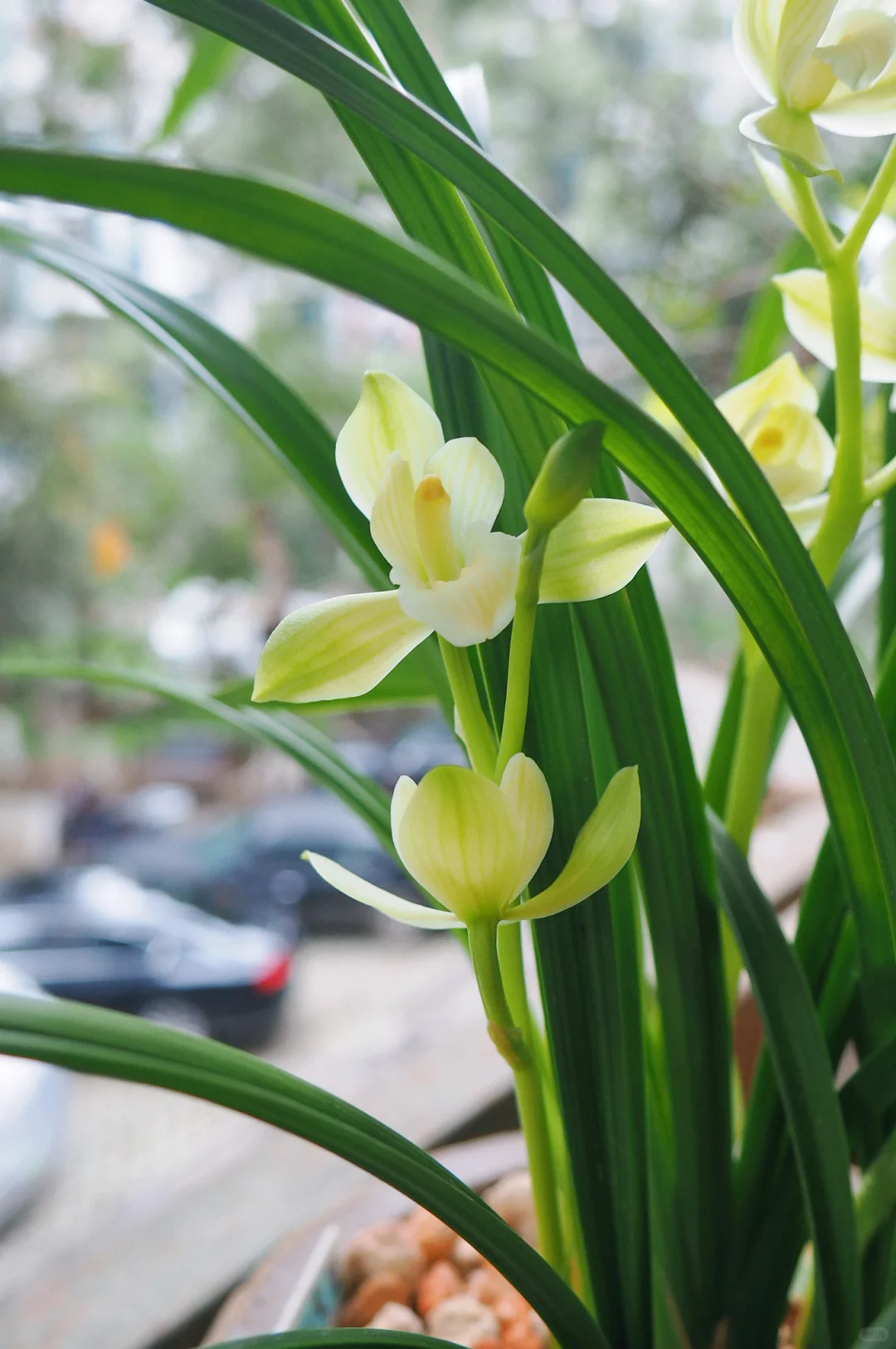 兰花，春剑素荷