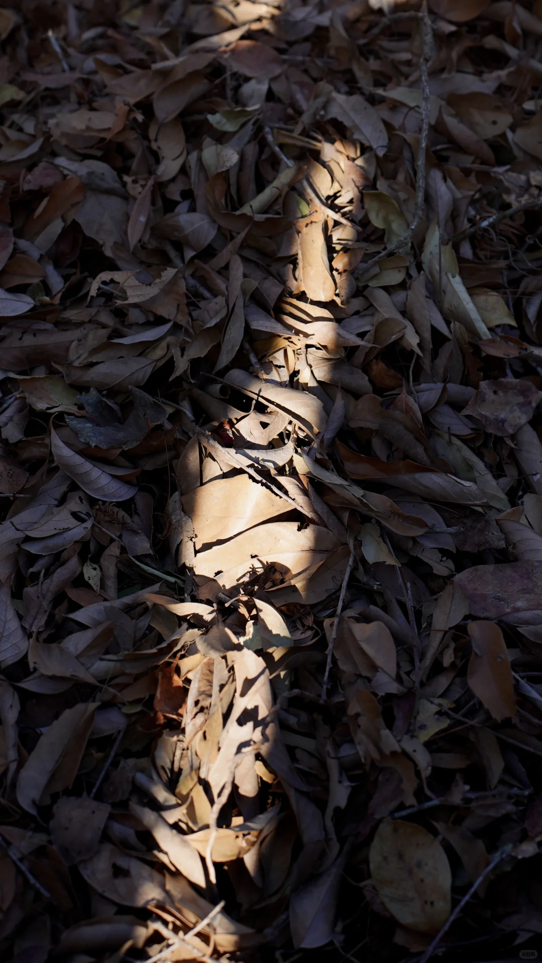 酵素的制作与土壤的快速改良。