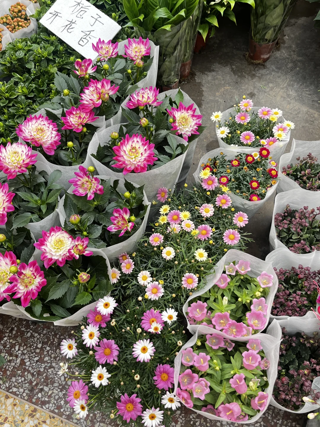 花市，春天最值得去的地方?