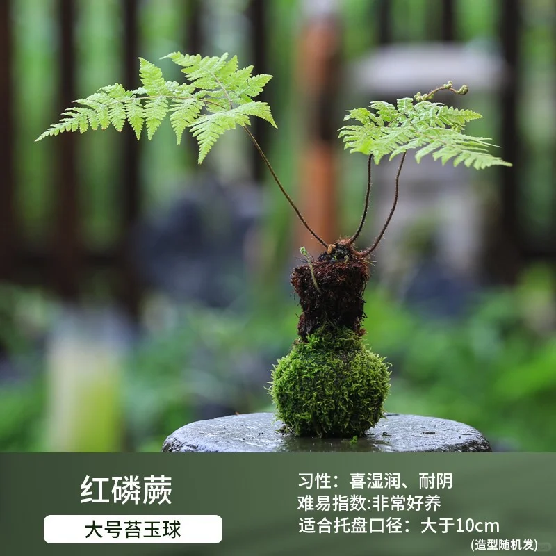 盆栽花卉组合，一镜到底～