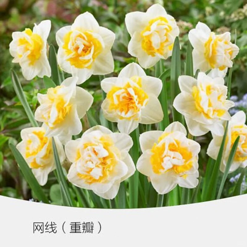 ❄️高级感水仙｜小众绿植种草