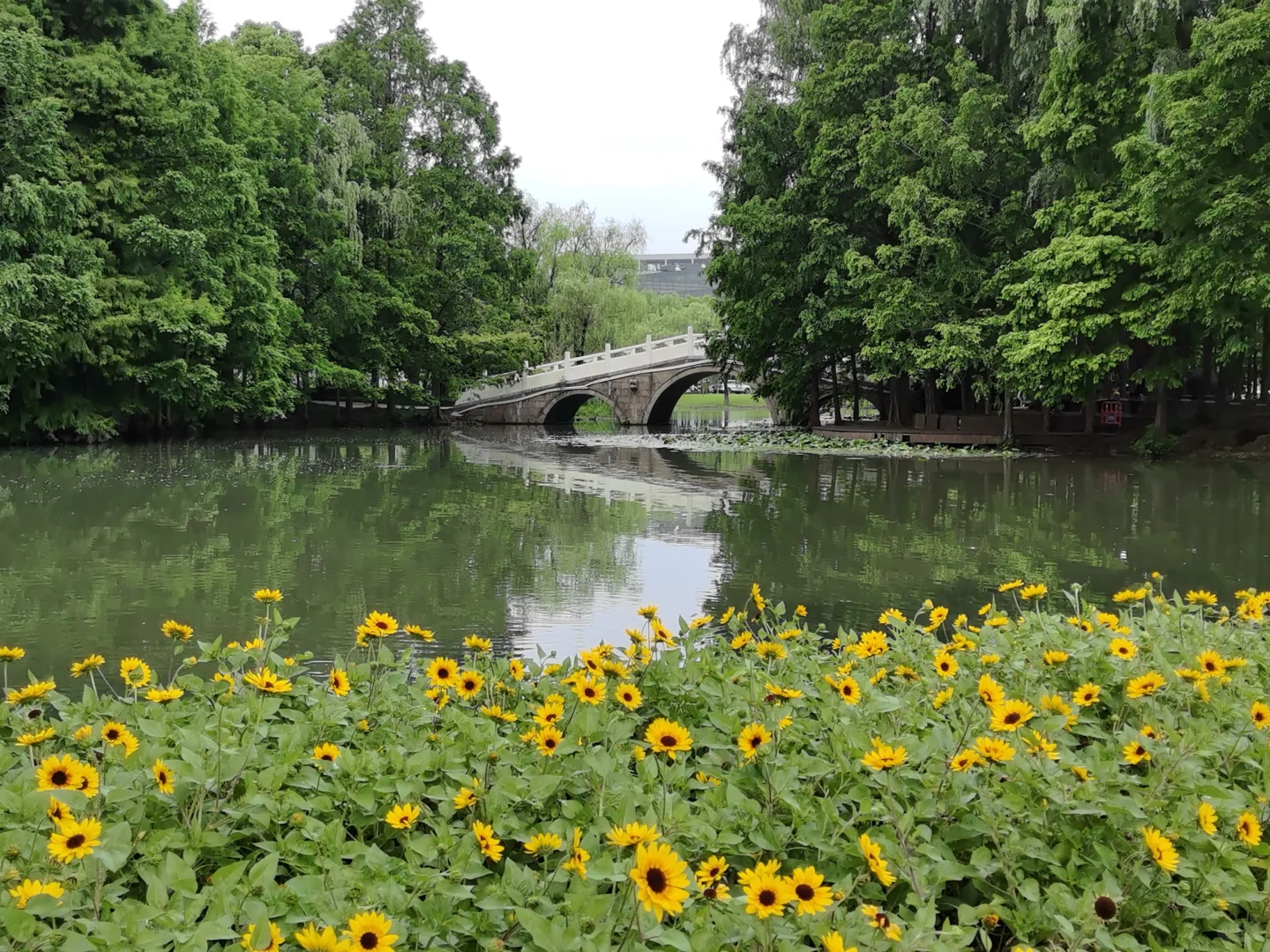每日一花65: 向日葵