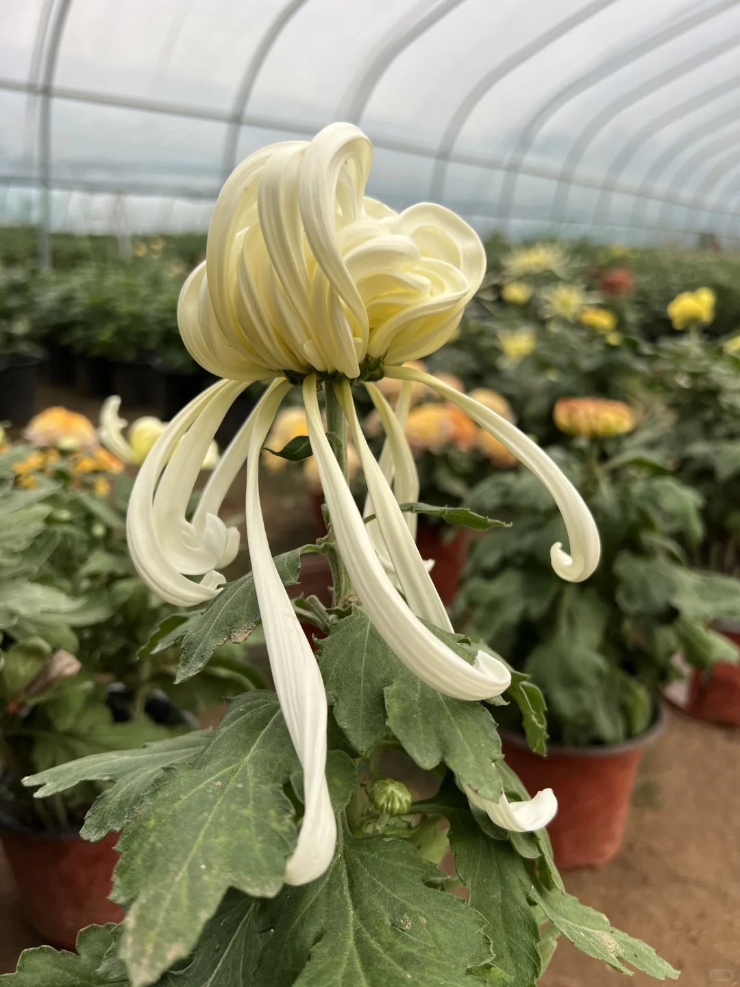 随手一拍的大菊！ 真的好美！