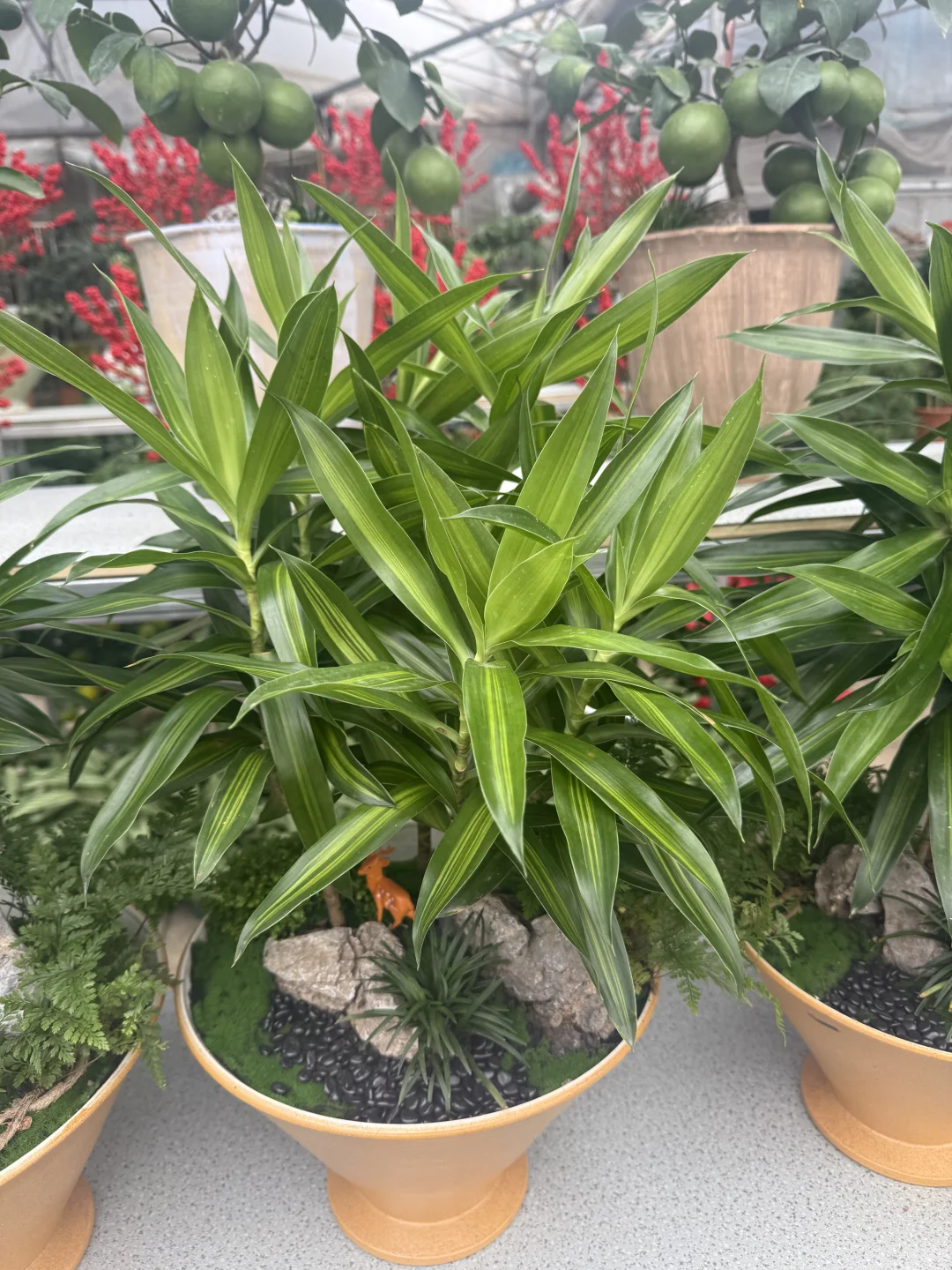 这花太漂亮了！太好拍了！