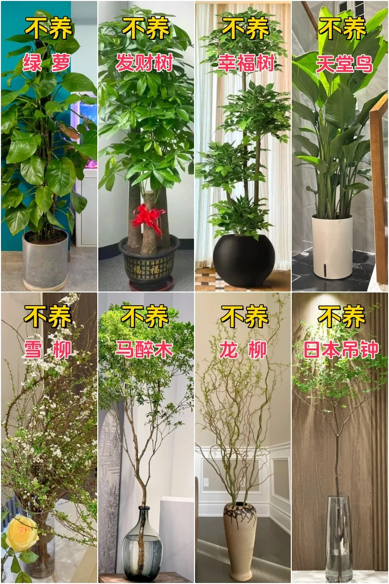 懒人客厅绿植推荐，记得十六养&十六不养