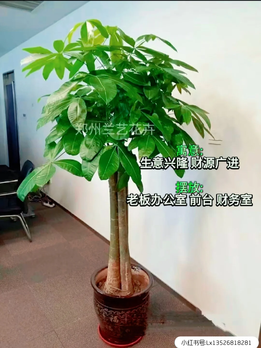 12种办公室大型绿植推荐｜寓意+养护指南
