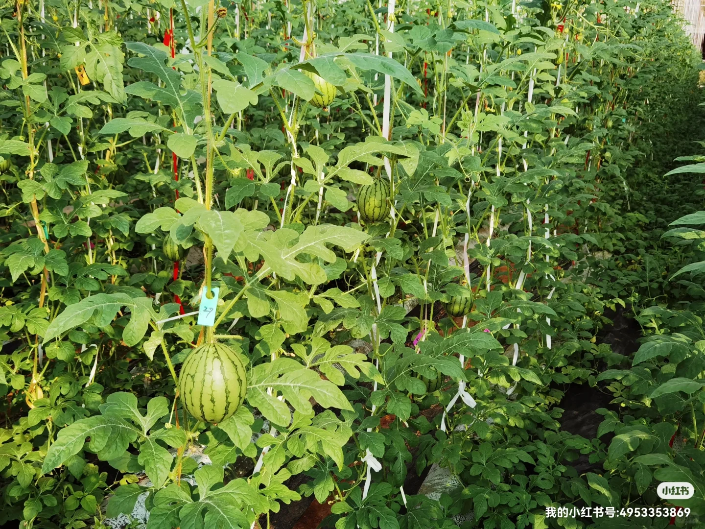 准有机农产品生产新模式