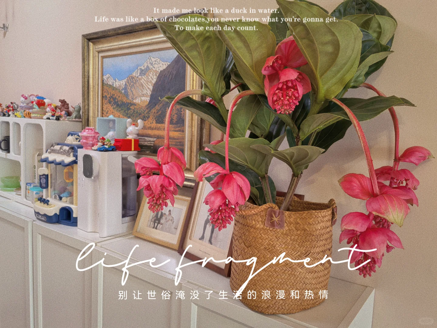 宝莲灯，花中爱马仕