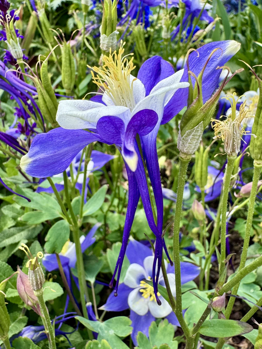 仙气飘飘的耧斗菜