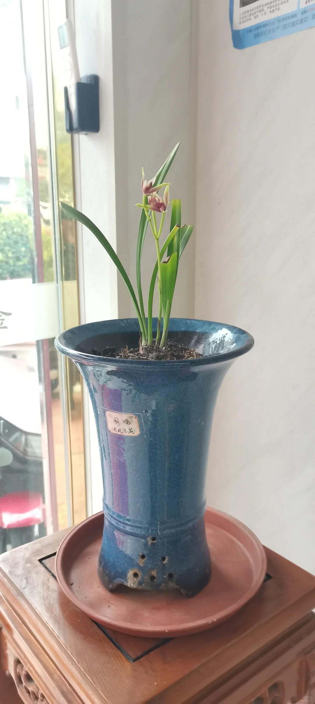 花开盛美，满屋飘香?