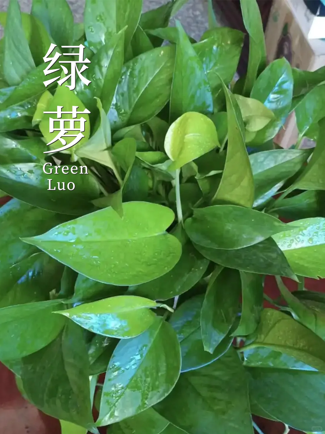 8种养不死的植物✅植物杀手也能养❗