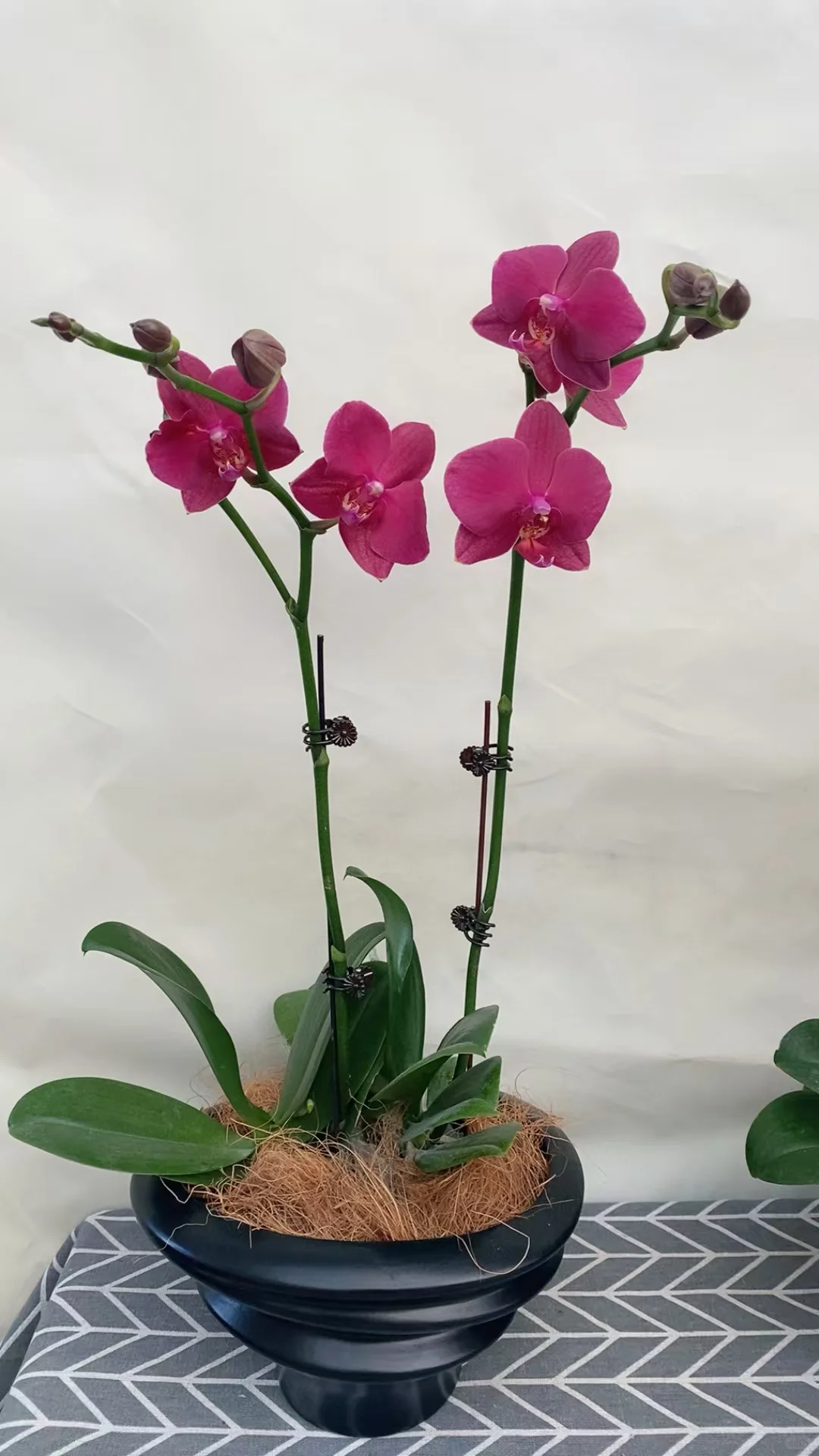 在黄岛属于你们的花卉基地