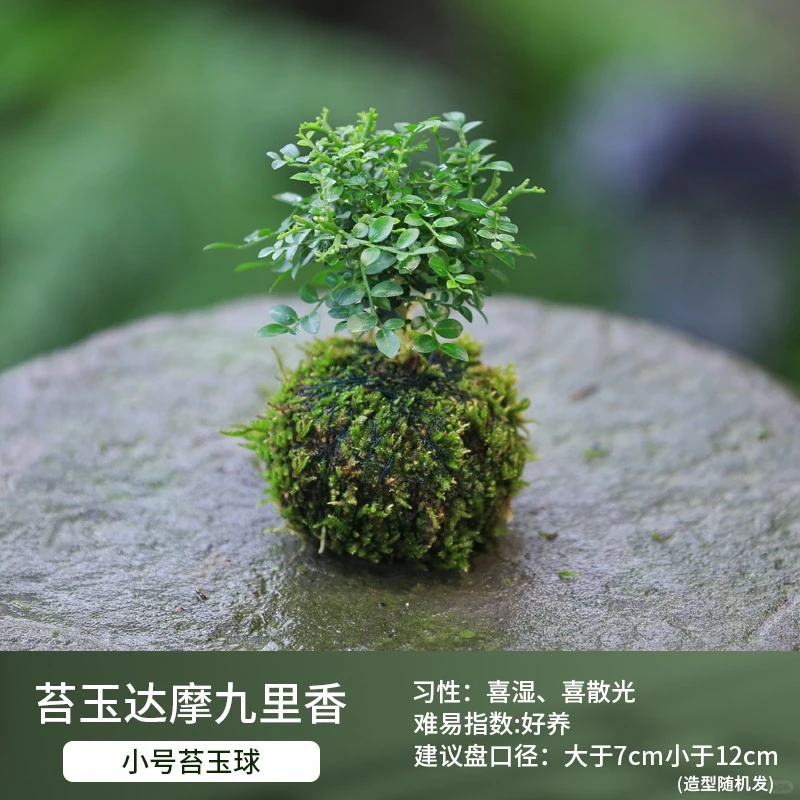 盆栽花卉组合，一镜到底～