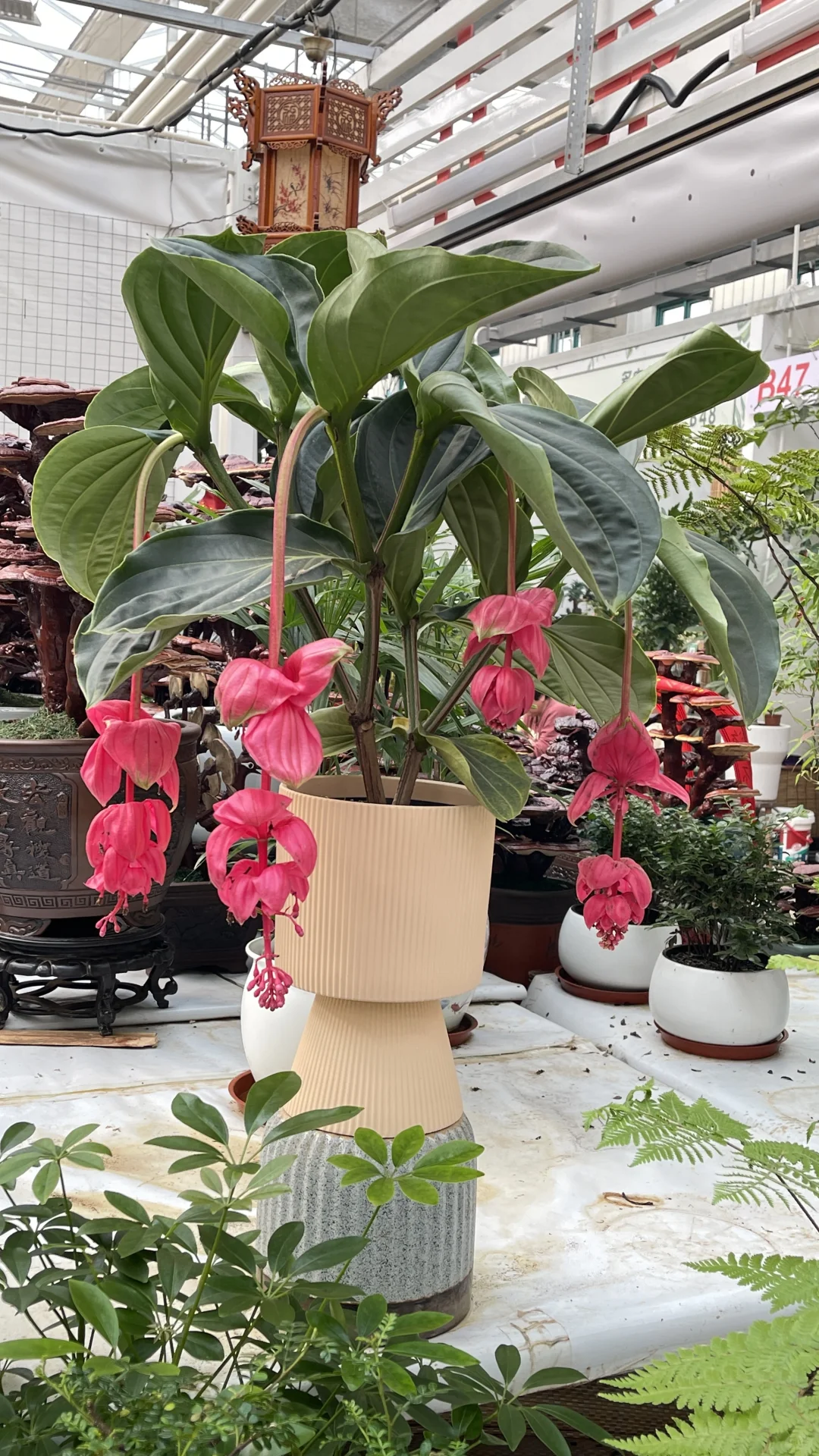 天津曹庄花卉，一个让你搬回整个春天的宝藏