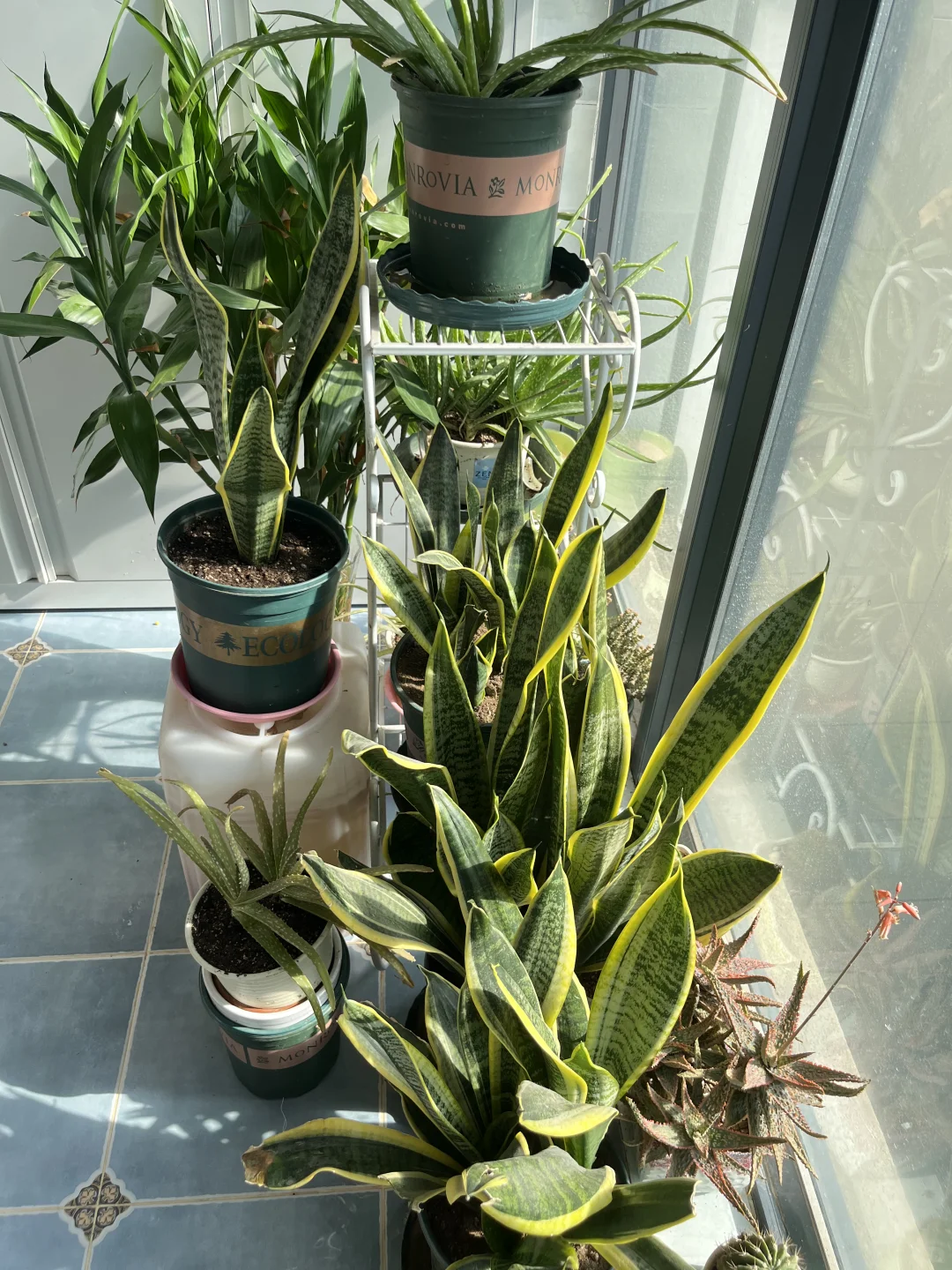 ?阳台党绿植强推虎皮兰！！