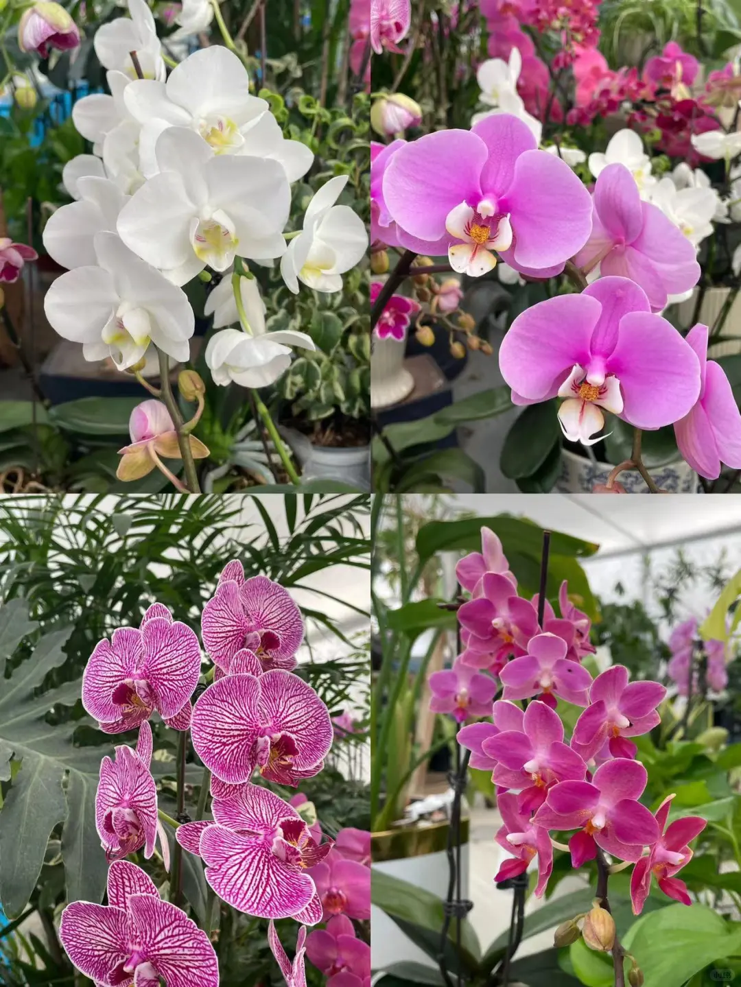 黑五闭眼入的「治愈系绿植」，虹越这波太香了