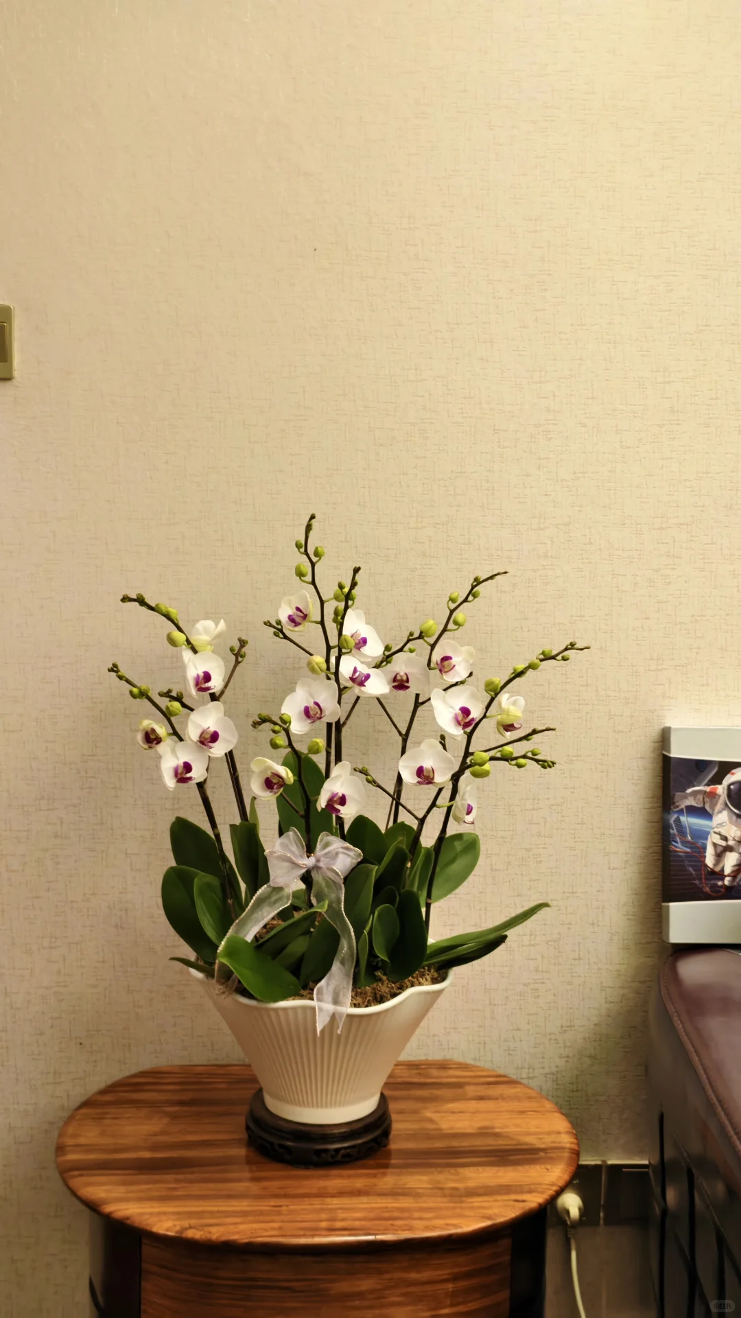 室内开花植物首选！蝴蝶兰