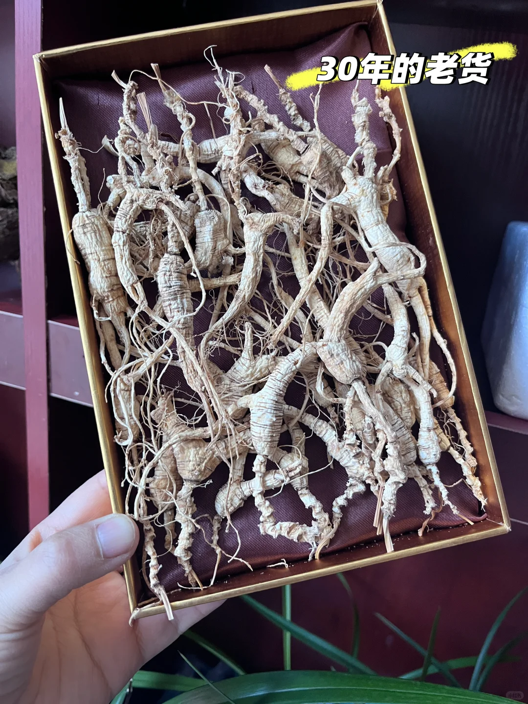 三十年的林下籽货