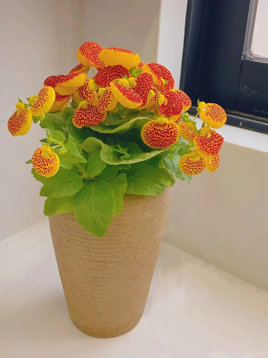 家里养花｜观花盆栽