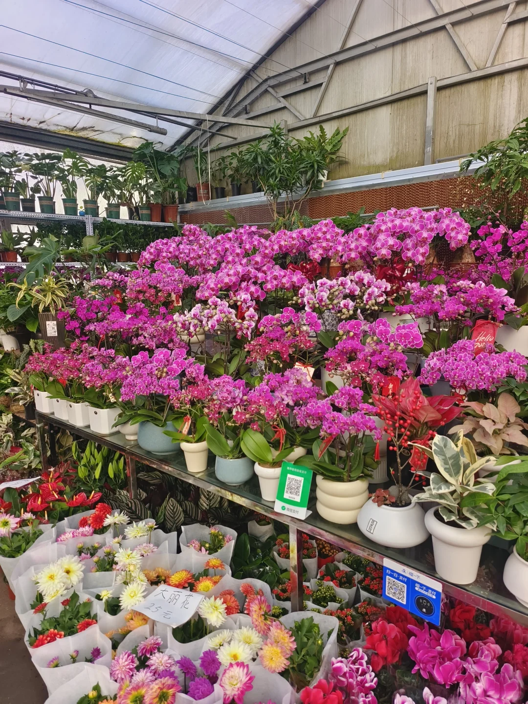 2025蛇年年宵花日常?乌鲁木齐绿植