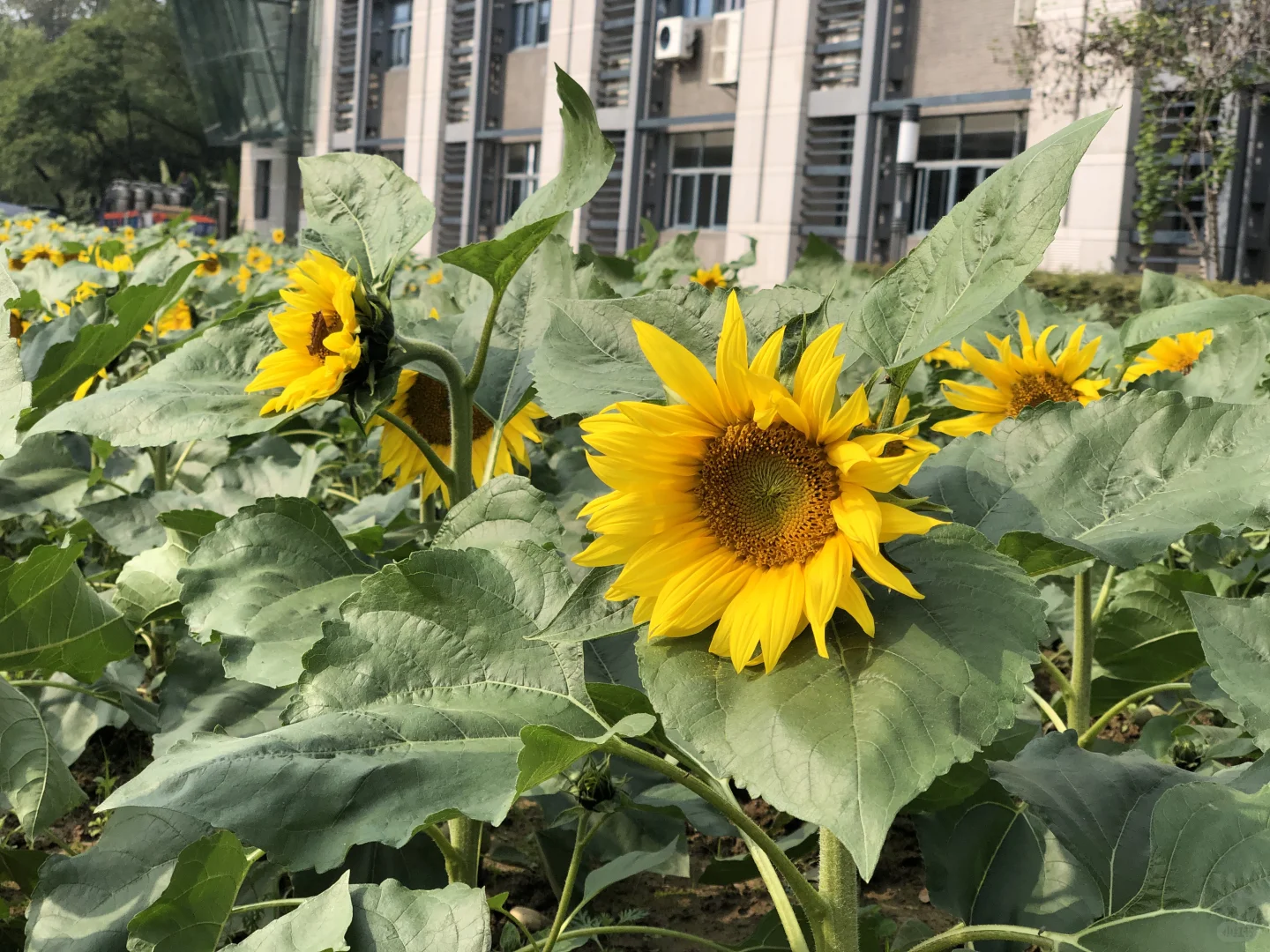 每日一花65: 向日葵