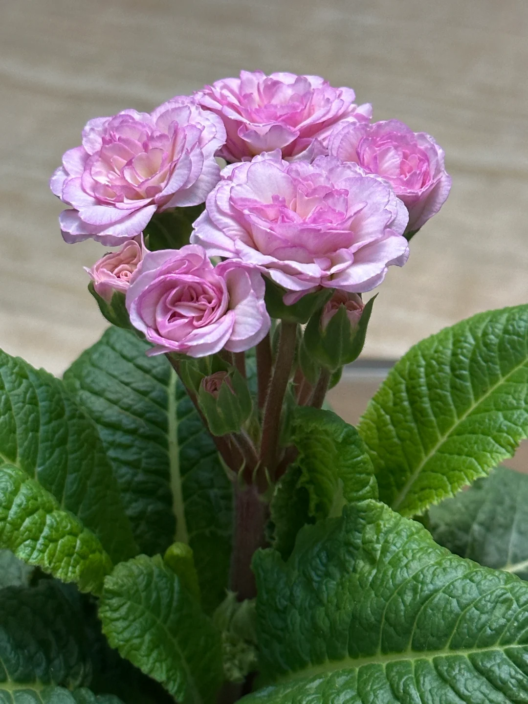 方兴长治进口Belarina重瓣报春花