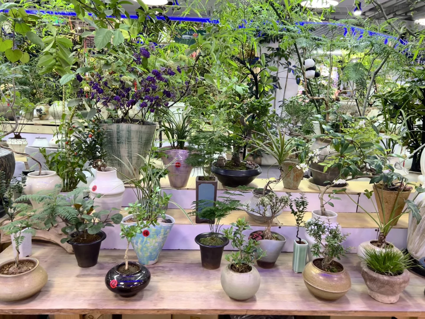 这是什么神仙绿植！太好看了吧！