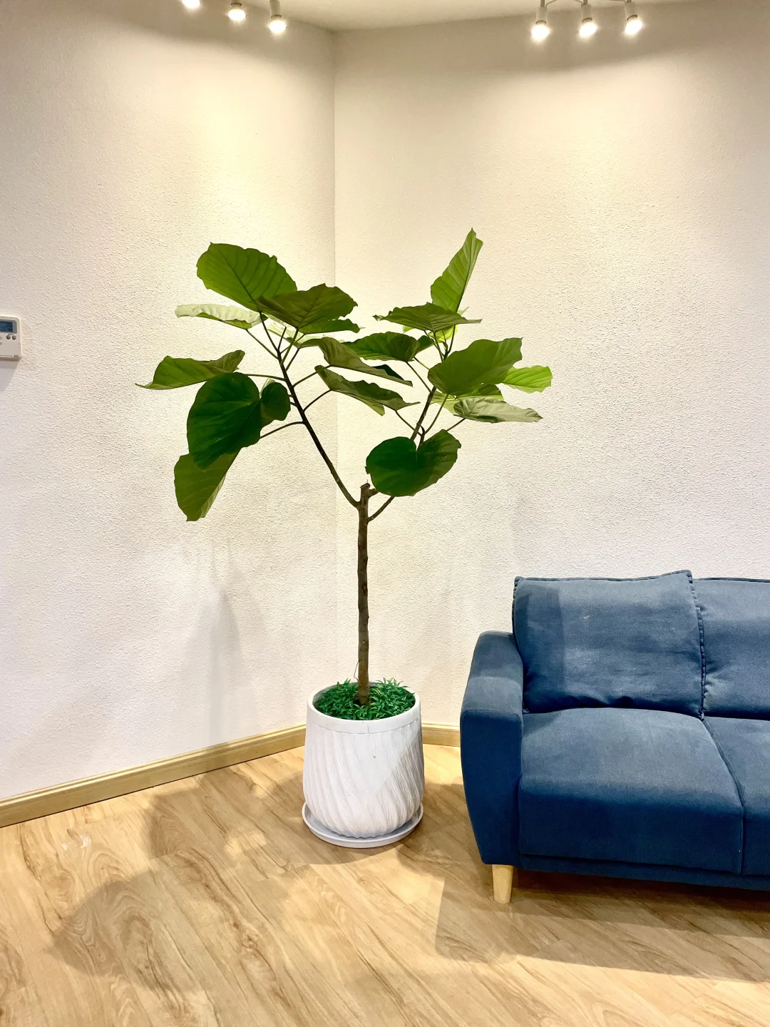 室内落地绿植花卉