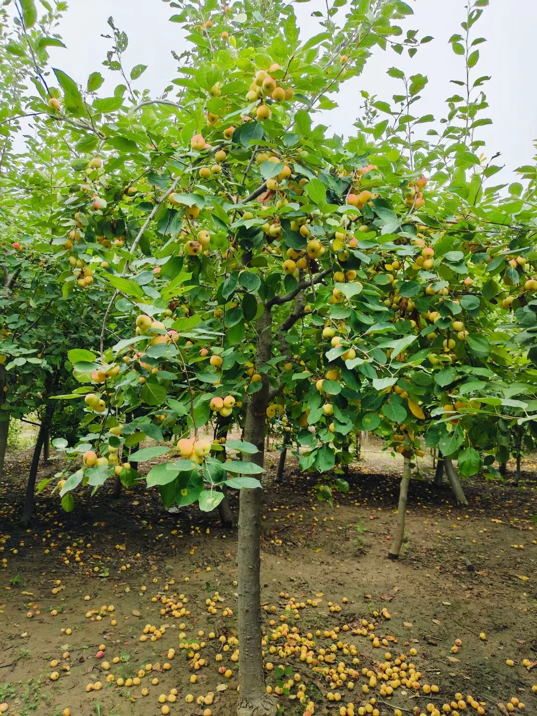 【北京大兴 】各种果树包种包活