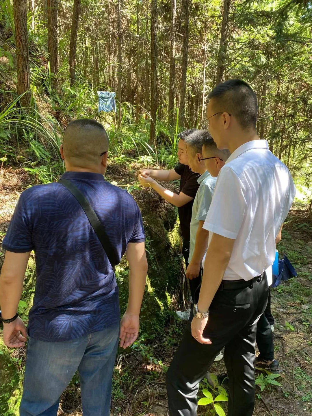 林下经济-常口黄精