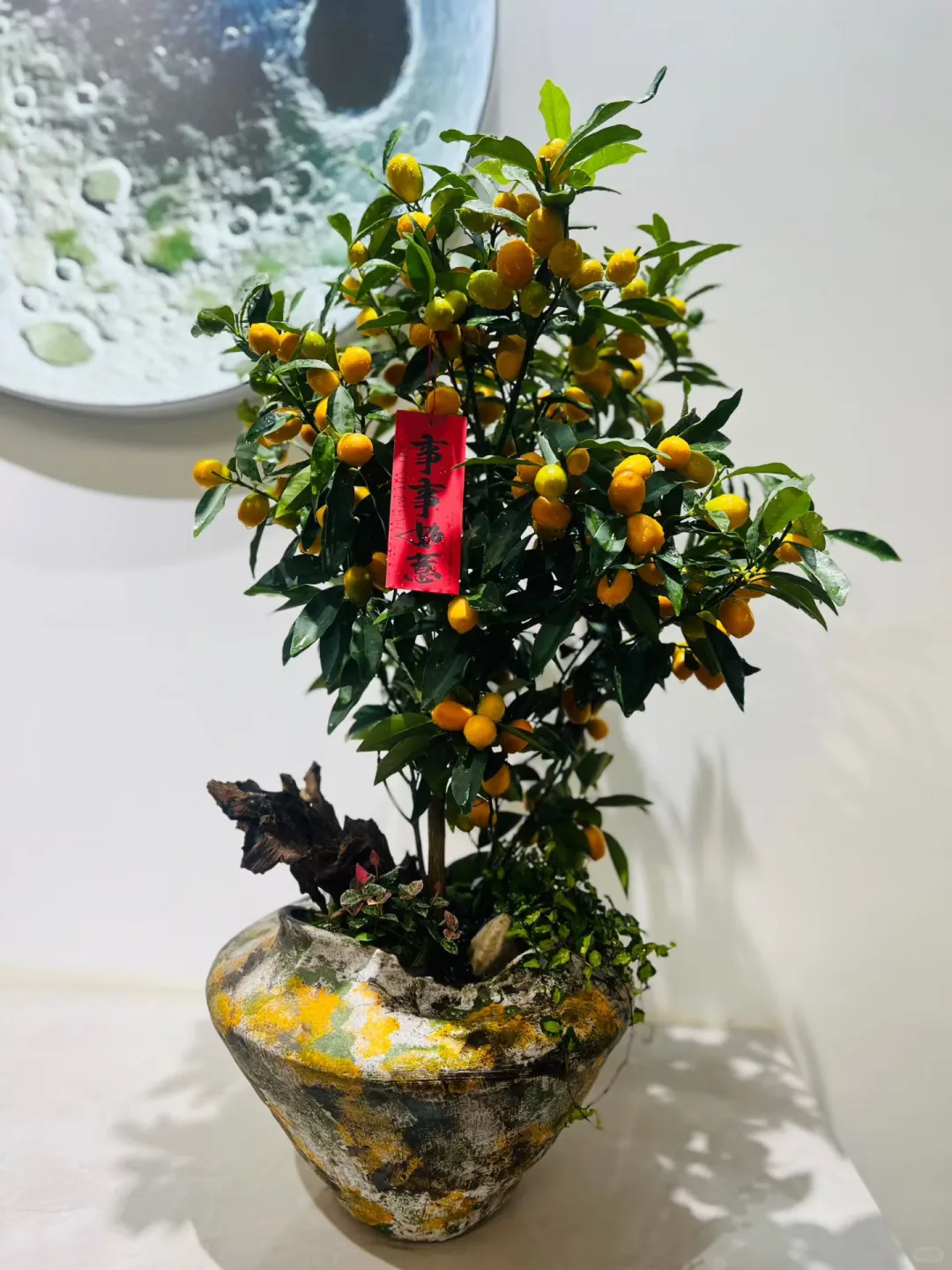 新款盆栽～～金桔