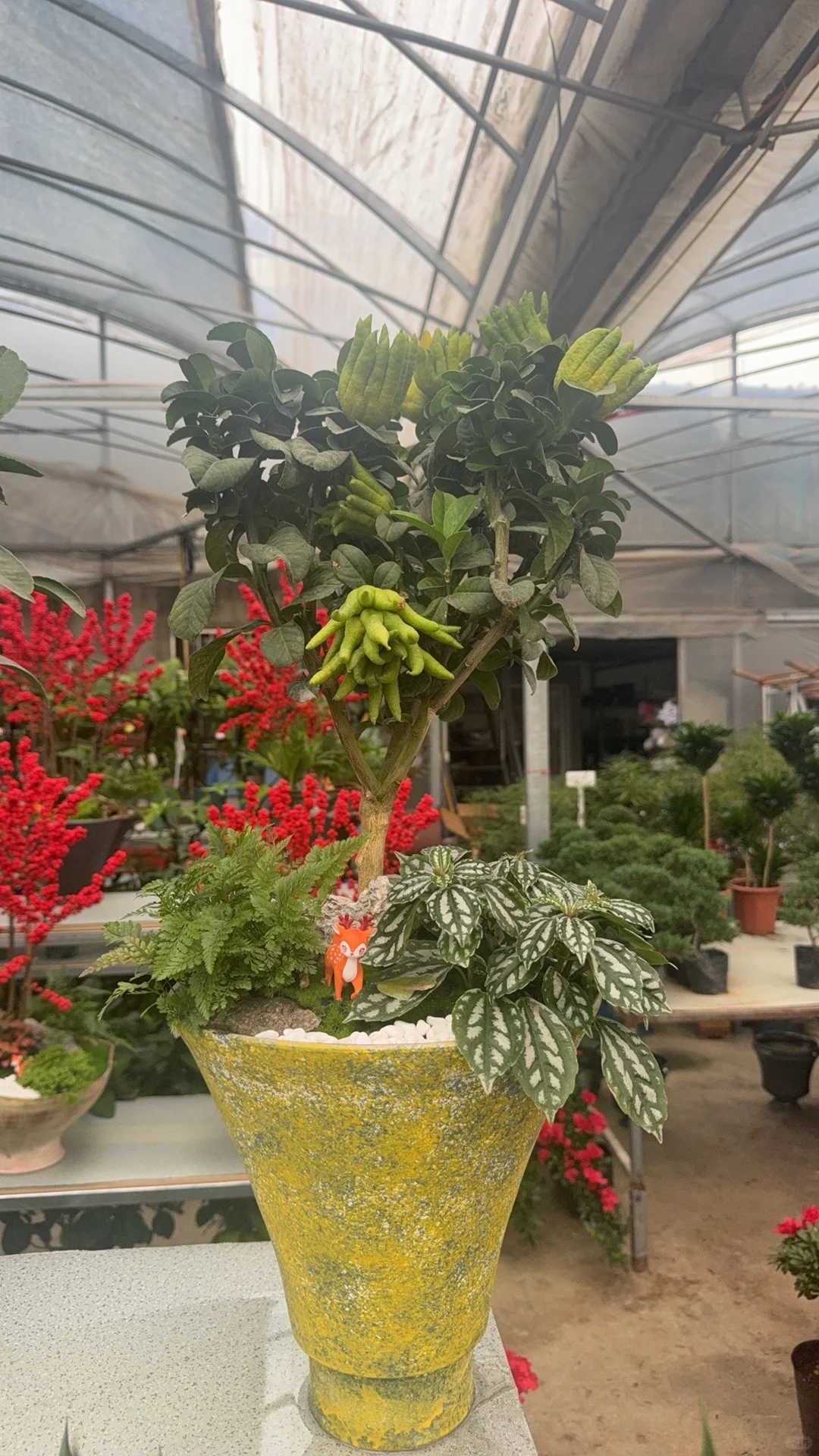 这花太漂亮了！太好拍了！